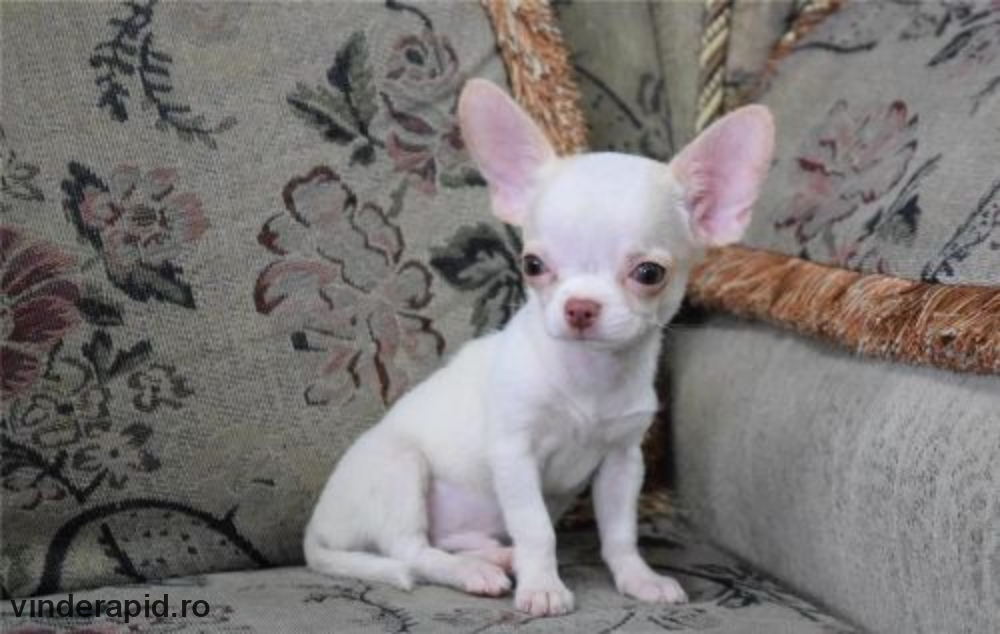 Chihuahua cu par scurt, fenotip de excepție