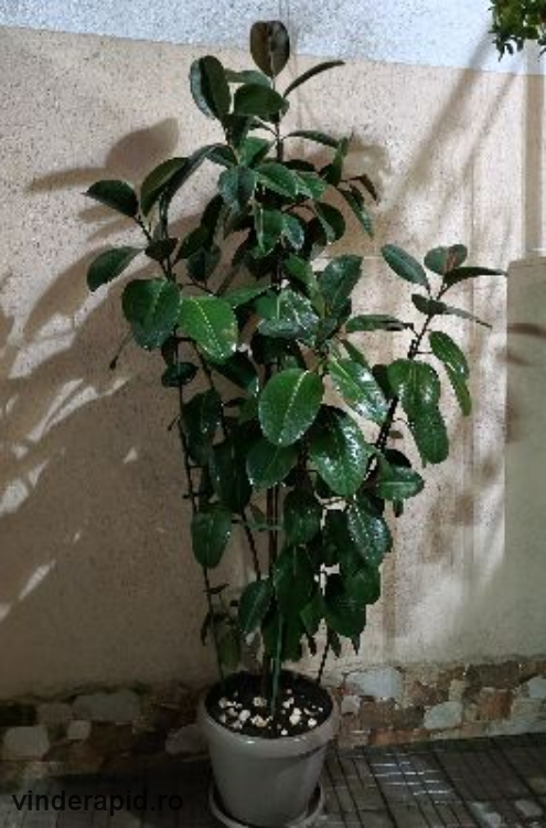 Ficus Elastica Robusta (frunza verde) (Rubber Plant &#039;Robust