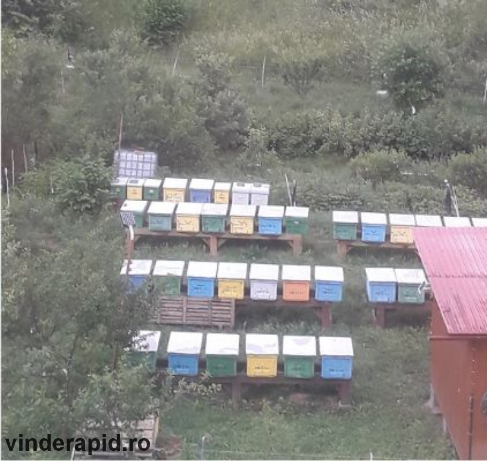 De vanzare familii de albine