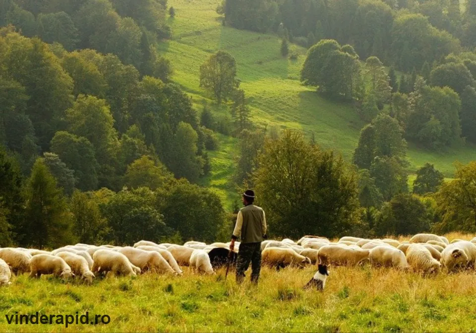 Angajez cioban la oi, salariu atractiv, multe beneficii